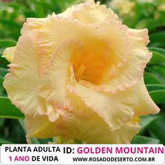 Rosa do deserto AMARELA GOLDEN MOUNTAIN