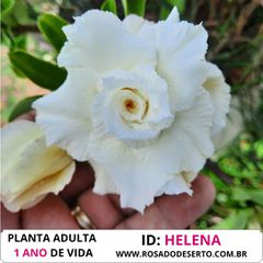 ROSA DO DESERTO BRANCA TRIPLA TS-274