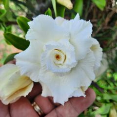 ROSA DO DESERTO BRANCA TRIPLA TS-274