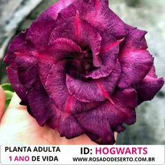 Rosa do Deserto Roxa Tripla Violet