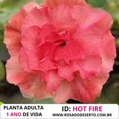 ROSA DO DESERTO HOT FIRE