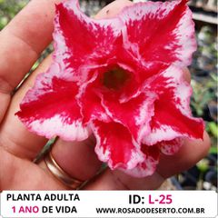 Rosa do deserto dobrada e matizada L-25 - ROSA DO DESERTO - Valmor Ademium