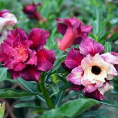 Rosa do deserto LA PALETTE