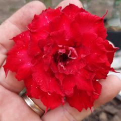 Rosa do deserto VERMELHA LBO