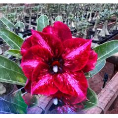 ROSA DO DESERTO LM-629
