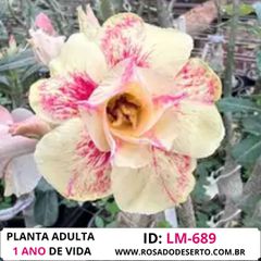 Rosa do deserto LM-689 - ROSA DO DESERTO - Valmor Ademium