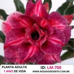 ROSA DO DESERTO LM-700 - ROSA DO DESERTO - Valmor Ademium