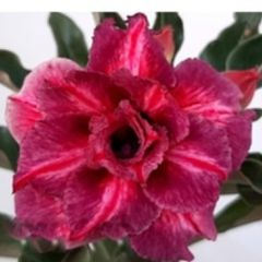 ROSA DO DESERTO LM-700