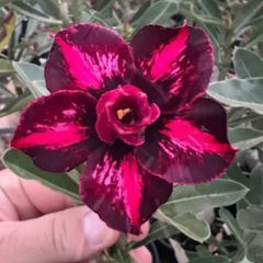 Rosa do deserto LM-942