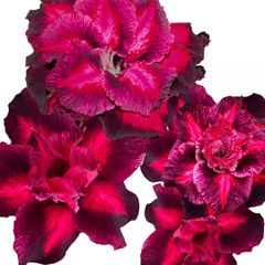 Rosa do deserto LOULAN