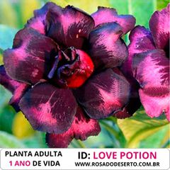 ROSA DO DESERTO LOVE POTION