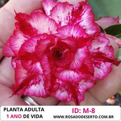 Rosa do deserto tripla M-8 / M8 - ROSA DO DESERTO - Valmor Ademium