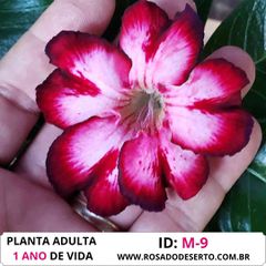 Rosa do Deserto Roxa Tripla Violet