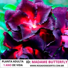 Rosa do Deserto Roxa MADAME BUTTERFLY (MB) - ROSA DO DESERTO - Valmor Ademium