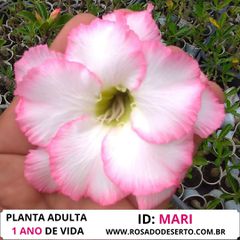 ROSA DO DESERTO BRANCA COM BORDAS - MARI - ROSA DO DESERTO - Valmor Ademium