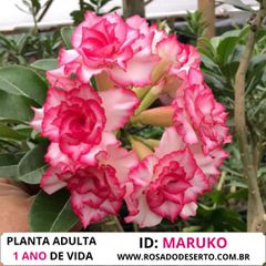 Rosa do deserto tripla CHIBI MARUKO - 12 Meses - ROSA DO DESERTO - Valmor Ademium