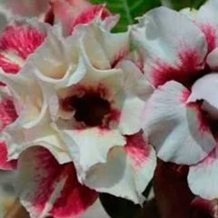 Rosa do Deserto Tripla MANGOSTEEN - ROSA DO DESERTO - Valmor Ademium