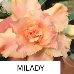 Rosa do deserto MILADY