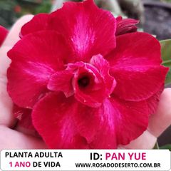 ROSA DO DESERTO PAN YUE