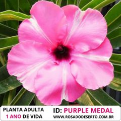Rosa do deserto PURPLE MEDAL