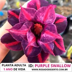 Rosa do deserto tripla PURPLE SWALLOW - ROSA DO DESERTO - Valmor Ademium