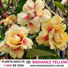 Rosa do Deserto RADIANCE YELLOW