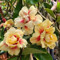 Rosa do Deserto RADIANCE YELLOW
