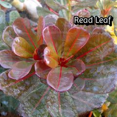 Rosa do deserto READ LEAF