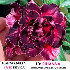Rosa do Deserto TRIPLA RIHANNA - ROSA DO DESERTO - Valmor Ademium