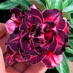 ROSA DO DESERTO RIHANNA