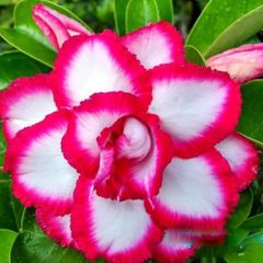 Rosa do deserto ROYAL EMPRESS
