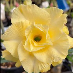 Rosa do Deserto Roxa Amarela Sunny Bunny