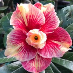Rosa do deserto SWEET PEACH