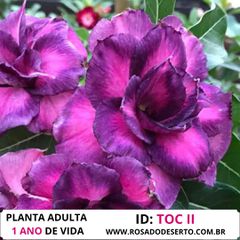 Rosa do Deserto Tripla Roxa TOC-II / TOC2 - ROSA DO DESERTO - Valmor Ademium