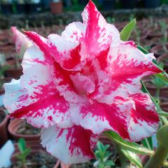 Rosa do Deserto Preta TOM 8