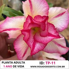 Rosa do deserto TP-11