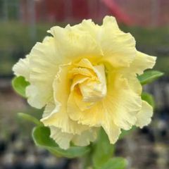 Rosa do deserto TP-13