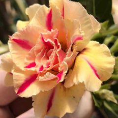 ROSA DO DESERTO TRIPLE WISH