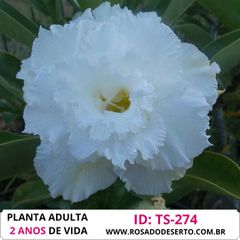 ROSA DO DESERTO BRANCA TRIPLA TS-274 - 2 ANOS