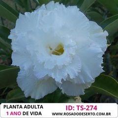 ROSA DO DESERTO BRANCA TRIPLA TS-274
