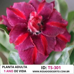 Rosa do Deserto dobrada matizada TS 301 