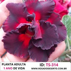 Rosa do deserto TS-314