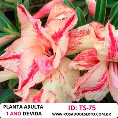 Rosa do deserto tripla TS-75 - 12 Meses - ROSA DO DESERTO - Valmor Ademium