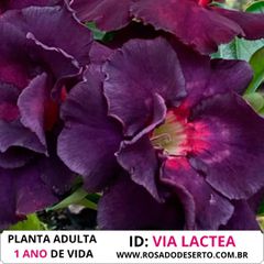 Rosa do Deserto Roxa Tripla Violet