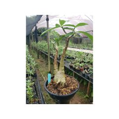 VALMOR ADENIUM | ROSA DO DESERTO - Valmor Ademium