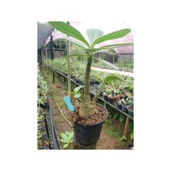 Adenium Arabicum - Cruzamentos Especiais - Planta N.º: 207 - ROSA DO DESERTO - Valmor Ademium