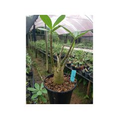 Adenium Arabicum - Cruzamentos Especiais - Planta N.º: 100