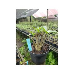 Adenium Arabicum - Cruzamentos Especiais - Planta N.º: 100