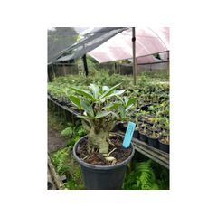 Adenium Arabicum - Cruzamentos Especiais - Planta N.º: 100