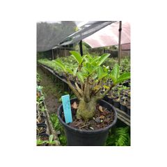 Adenium Arabicum - Cruzamentos Especiais - Planta N.º: 100